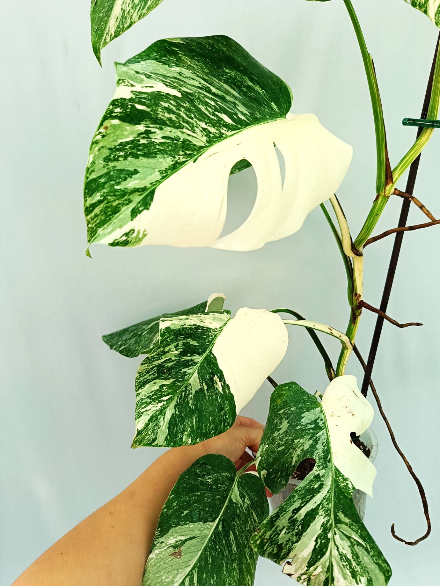 Monstera albo variegata EXTRA WHITE