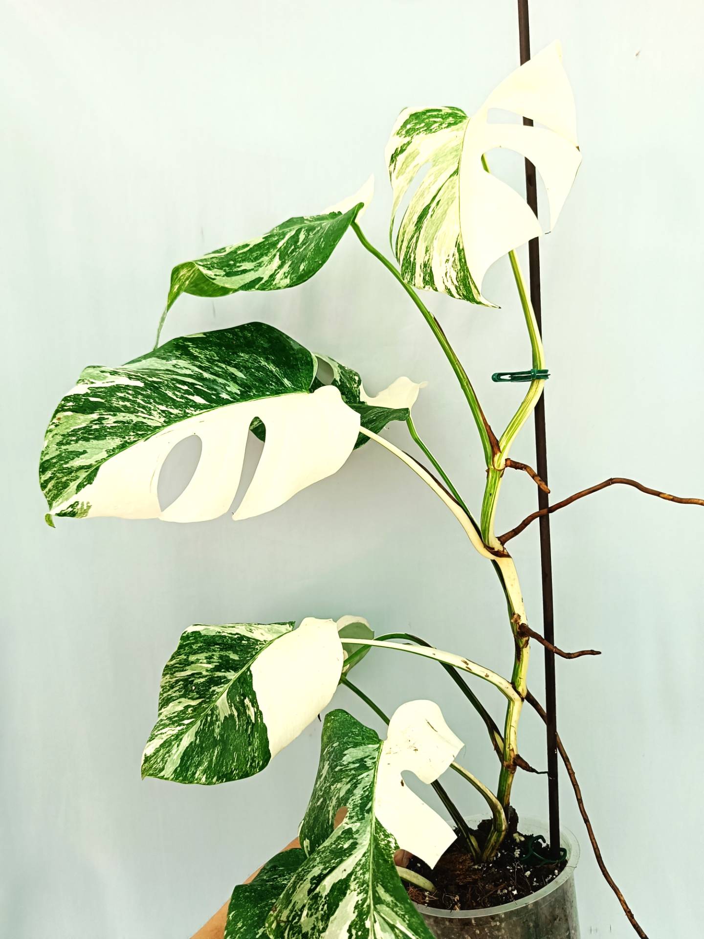 Monstera albo variegata EXTRA WHITE