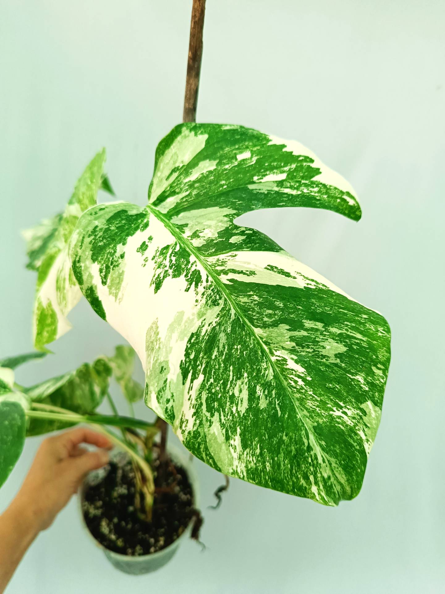 Monstera albo variegata EXTRA WHITE