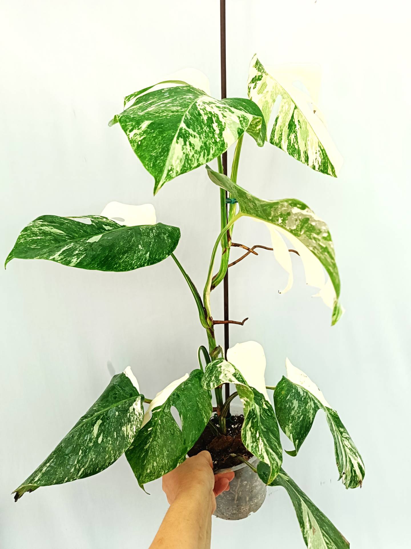 Monstera albo variegata EXTRA WHITE