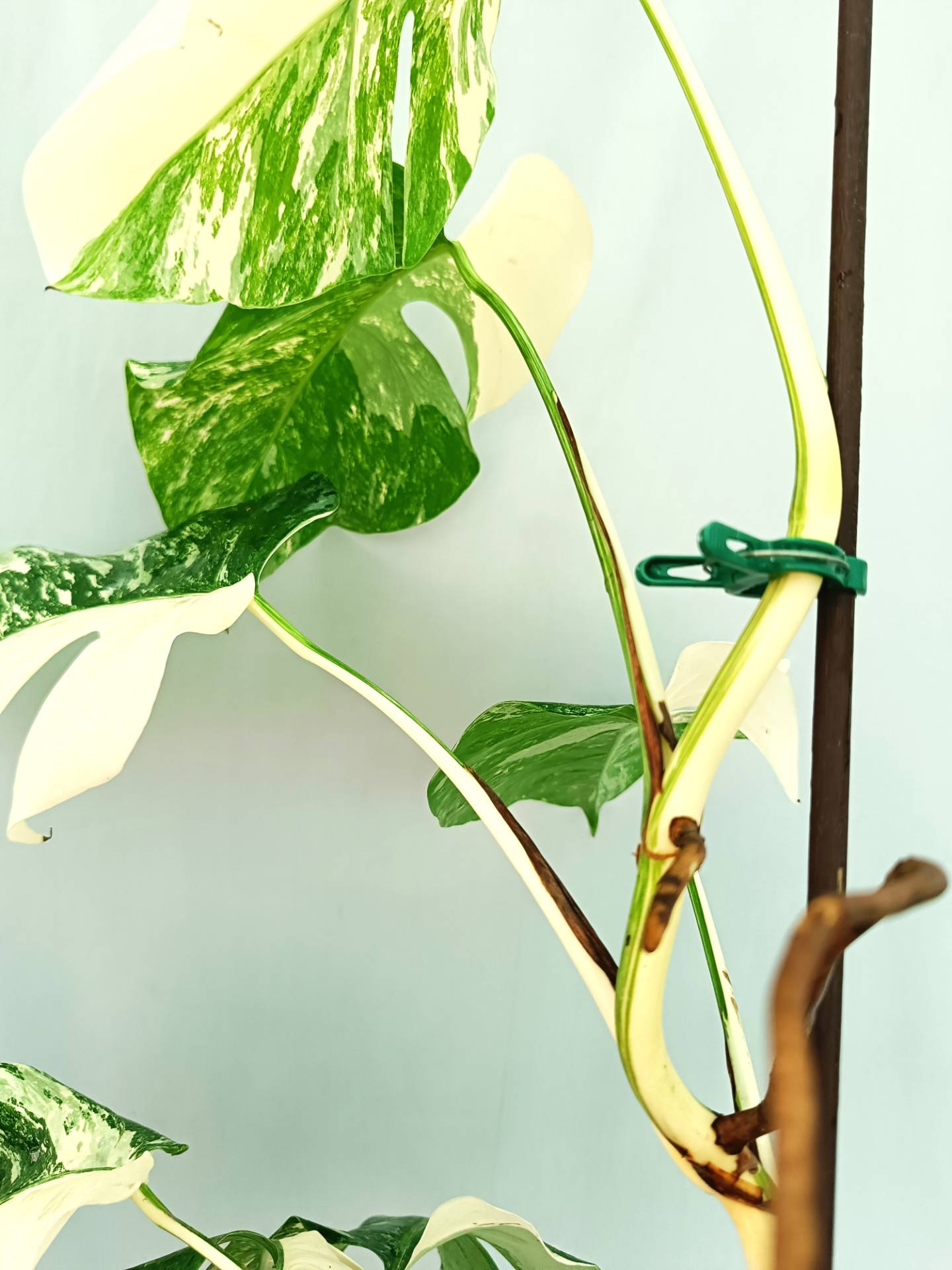 Monstera albo variegata EXTRA WHITE