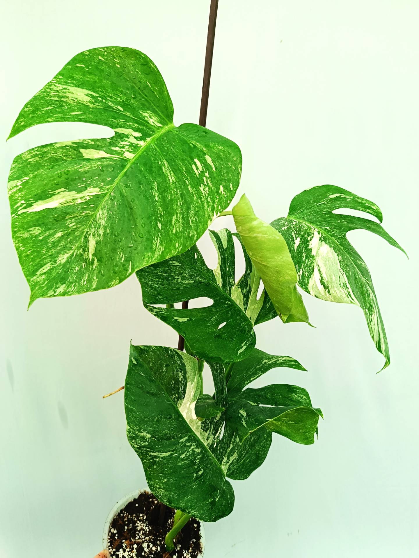 Monstera albo variegata 