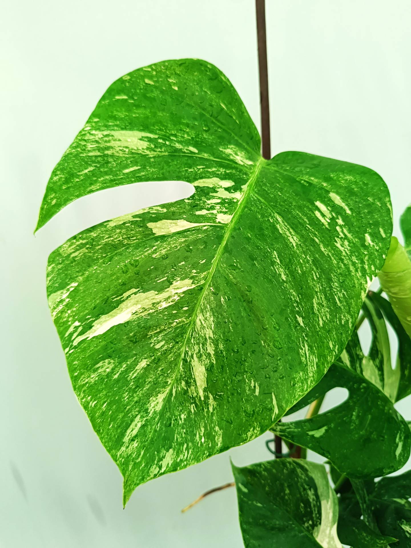 Monstera albo variegata 