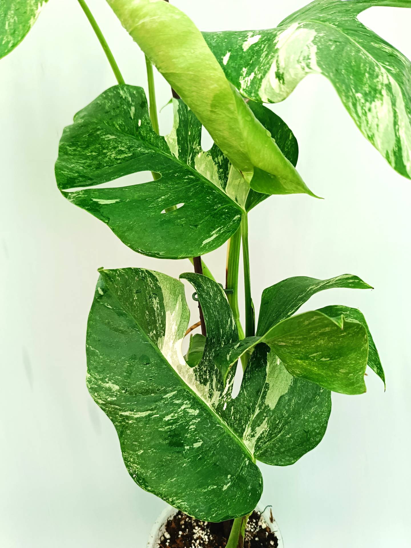 Monstera albo variegata 