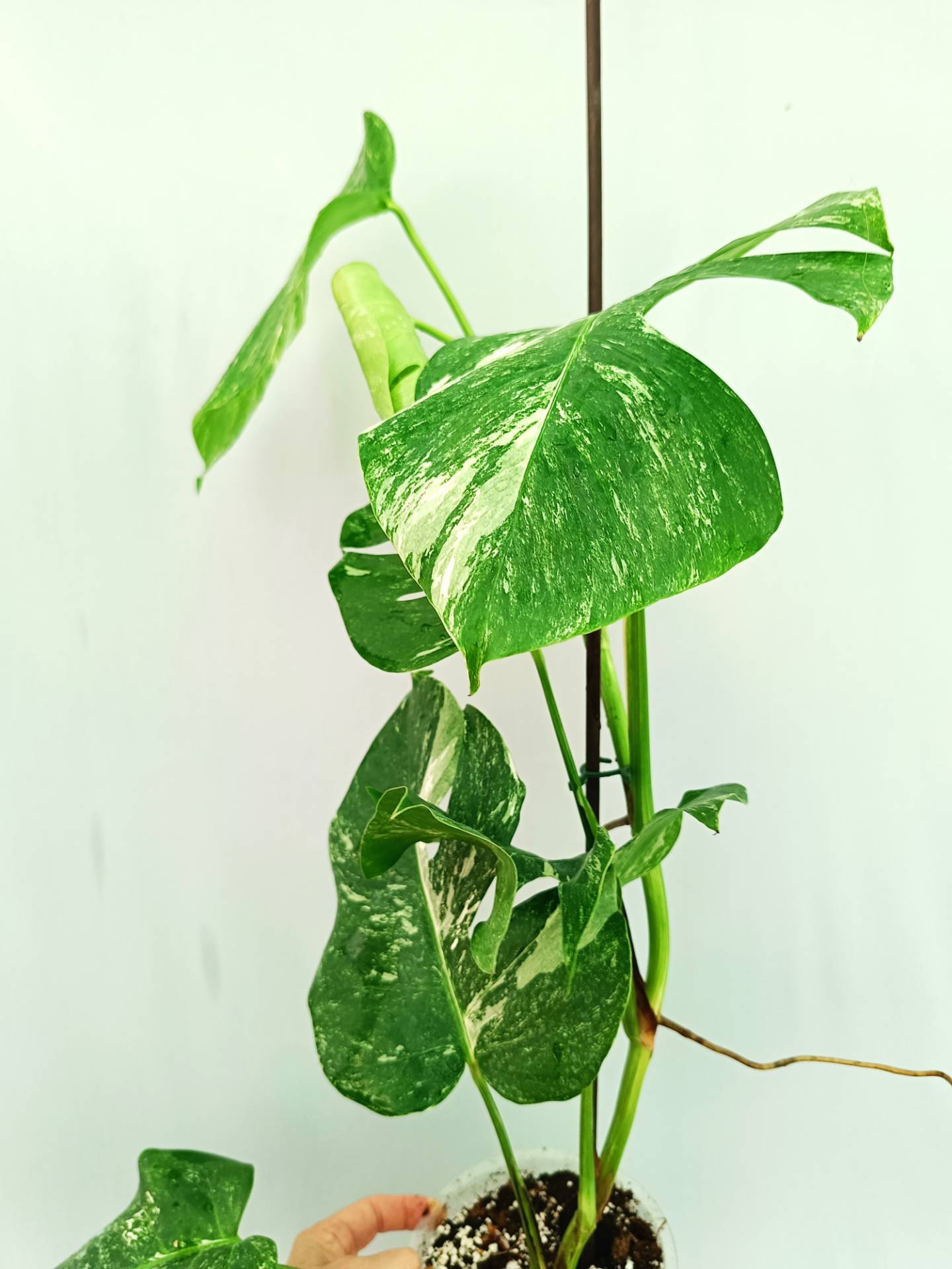 Monstera albo variegata 