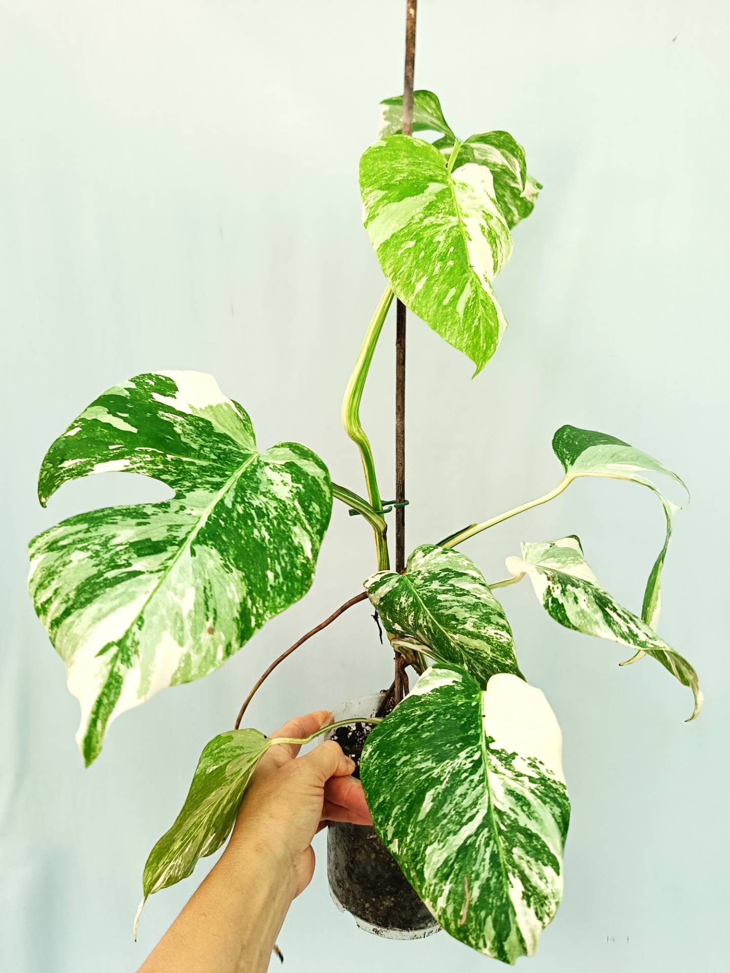 Monstera albo variegata EXTRA WHITE