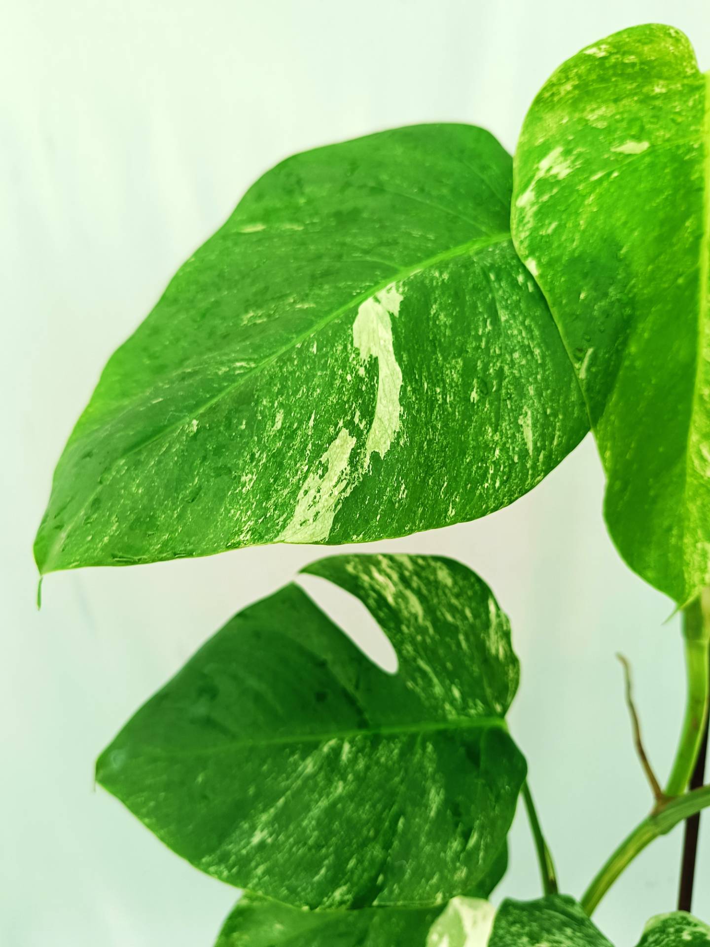 Monstera albo variegata 