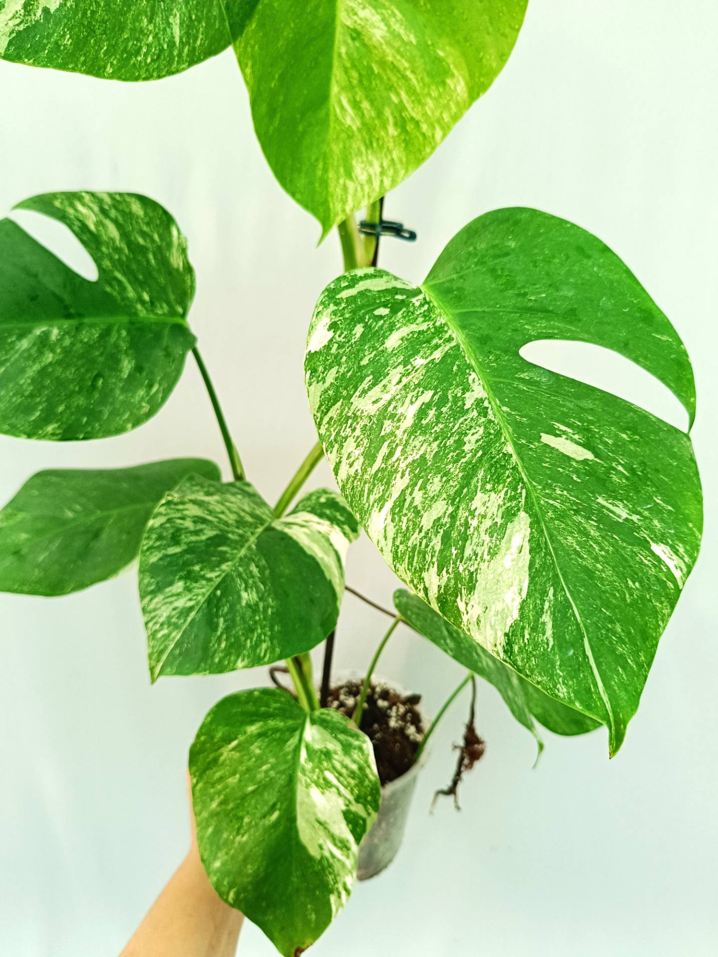 Monstera albo variegata 