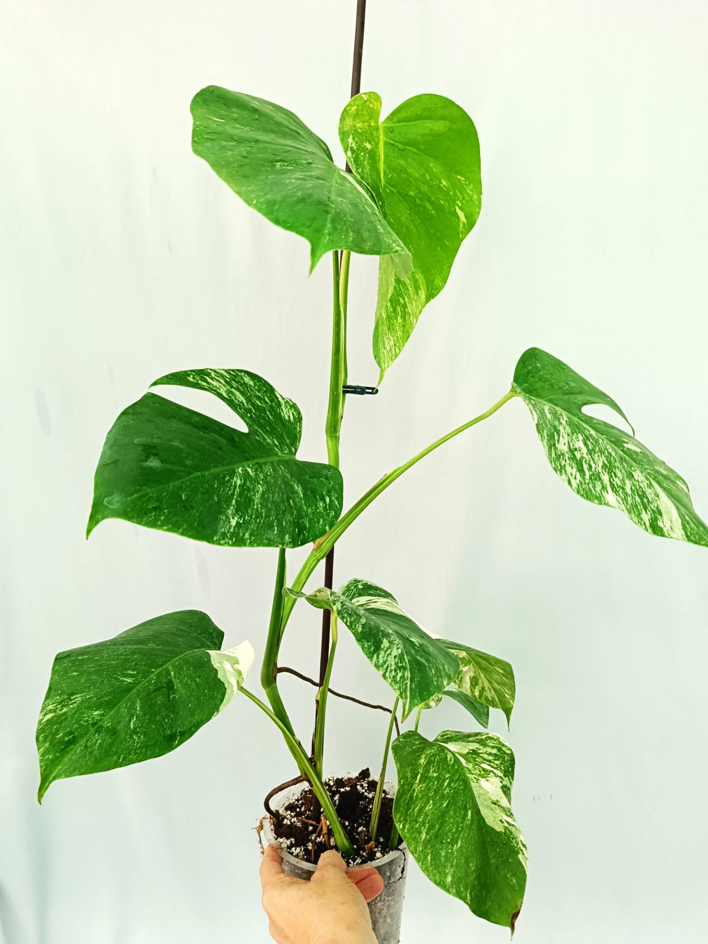 Monstera albo variegata 