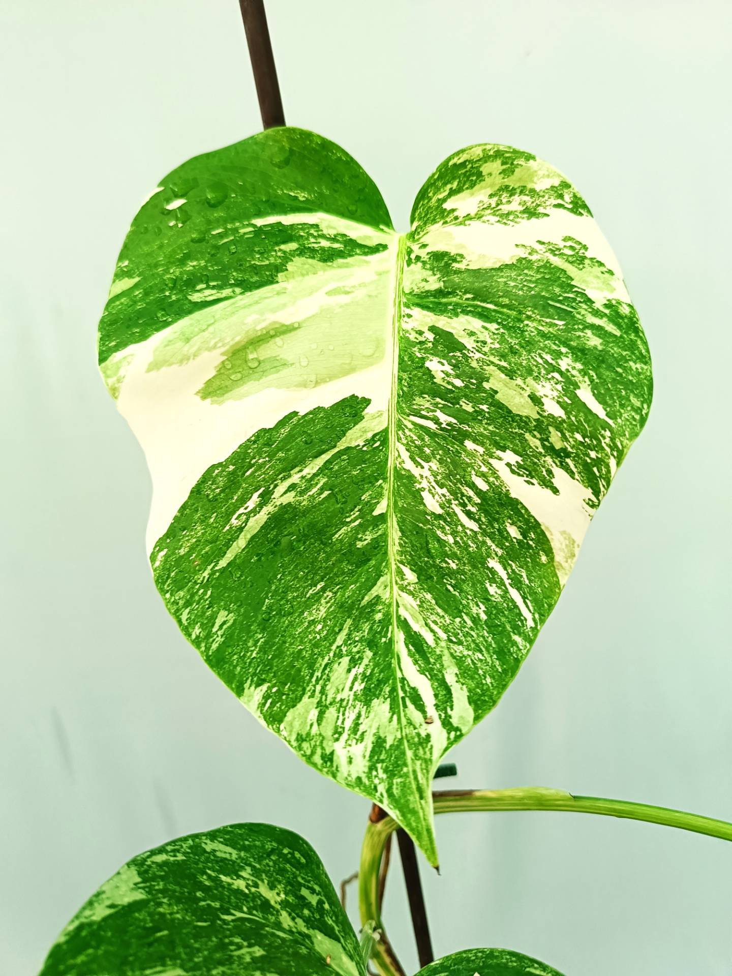 Monstera albo variegata 