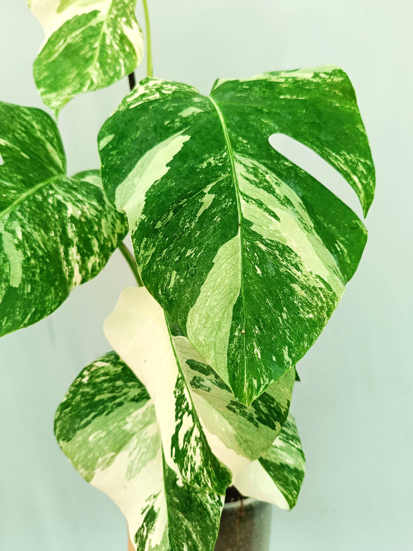 Monstera albo variegata 