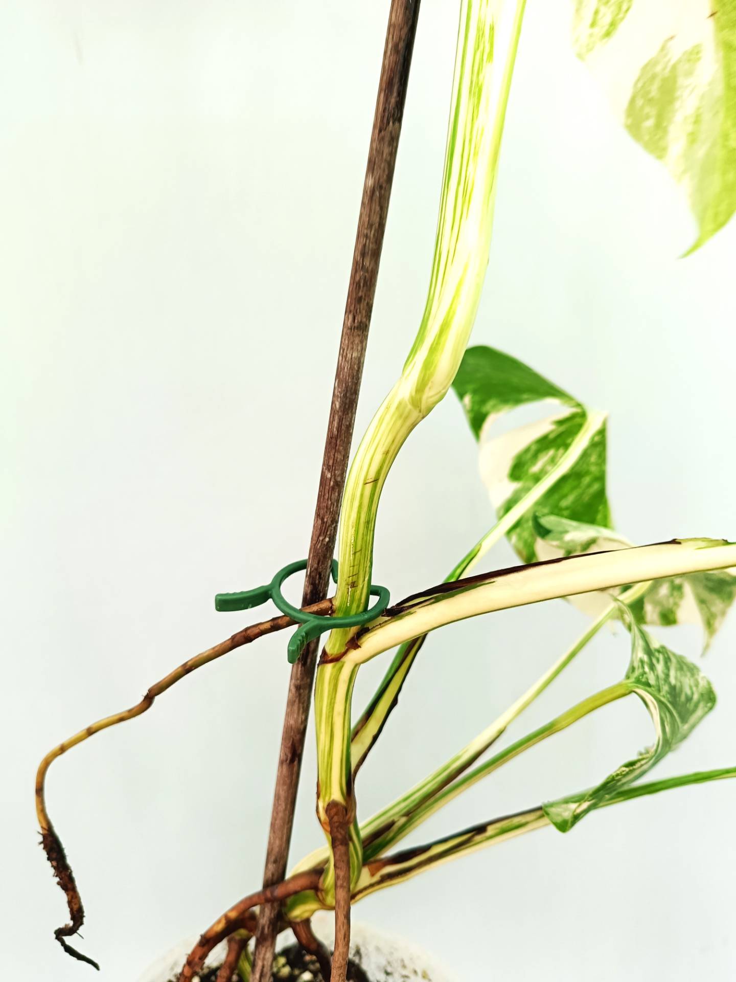 Monstera albo variegata EXTRA WHITE