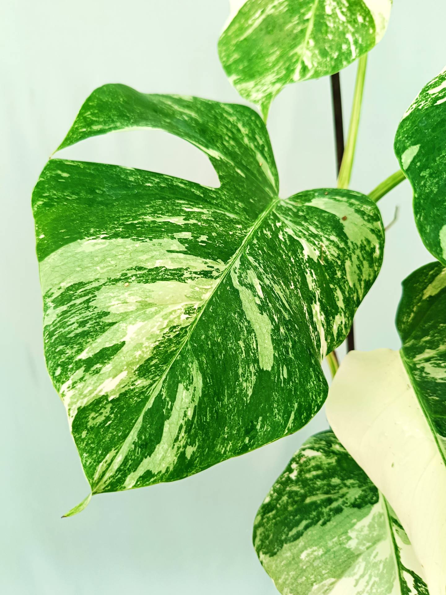 Monstera albo variegata 