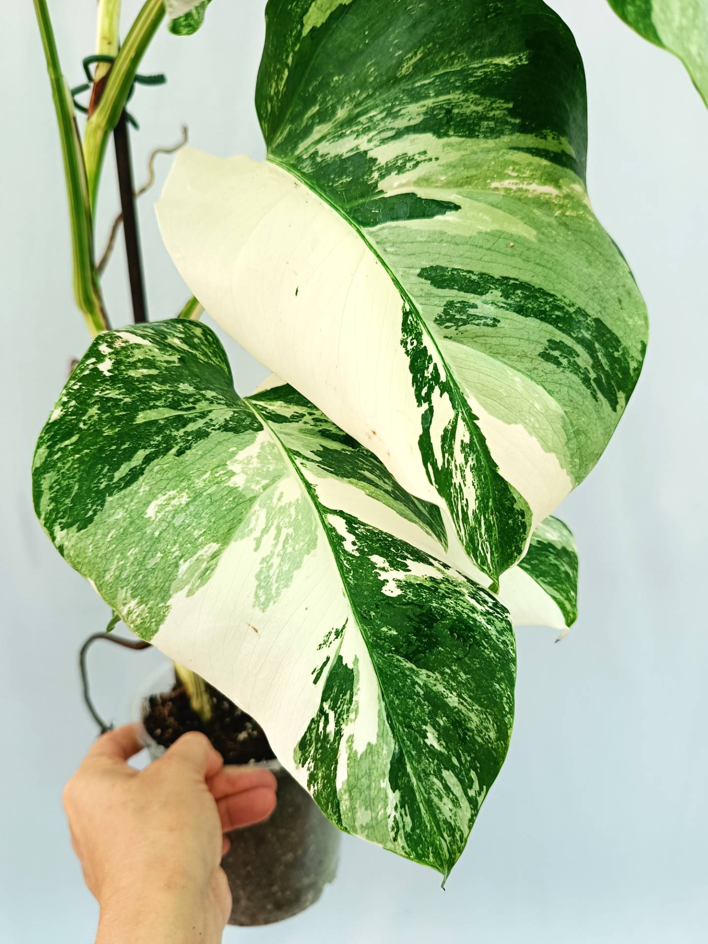 Monstera albo variegata 