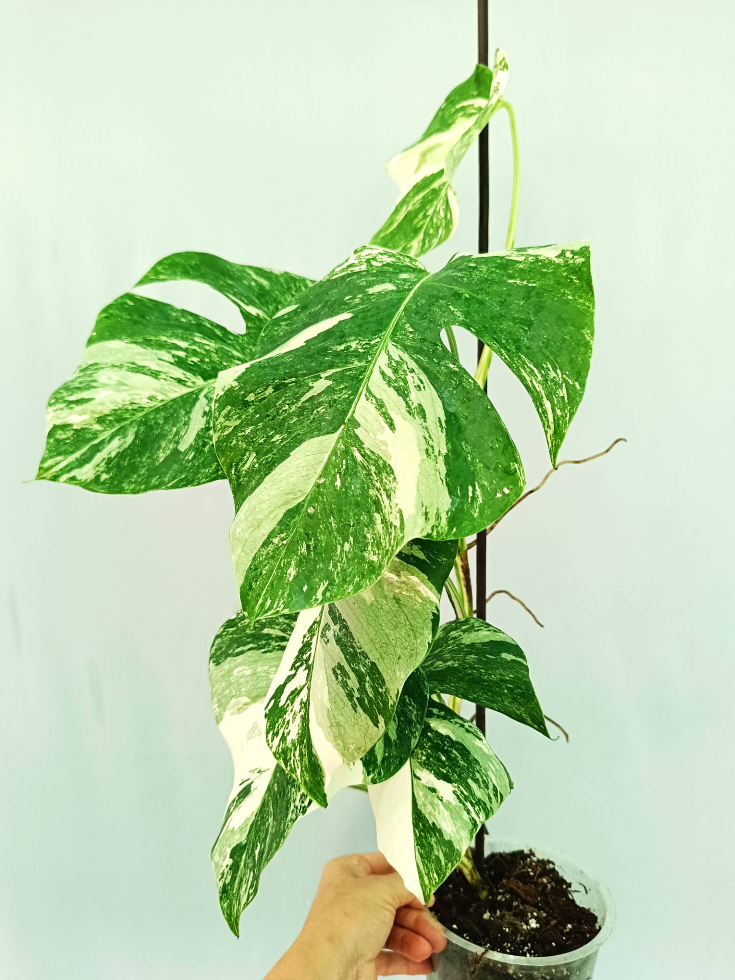 Monstera albo variegata 