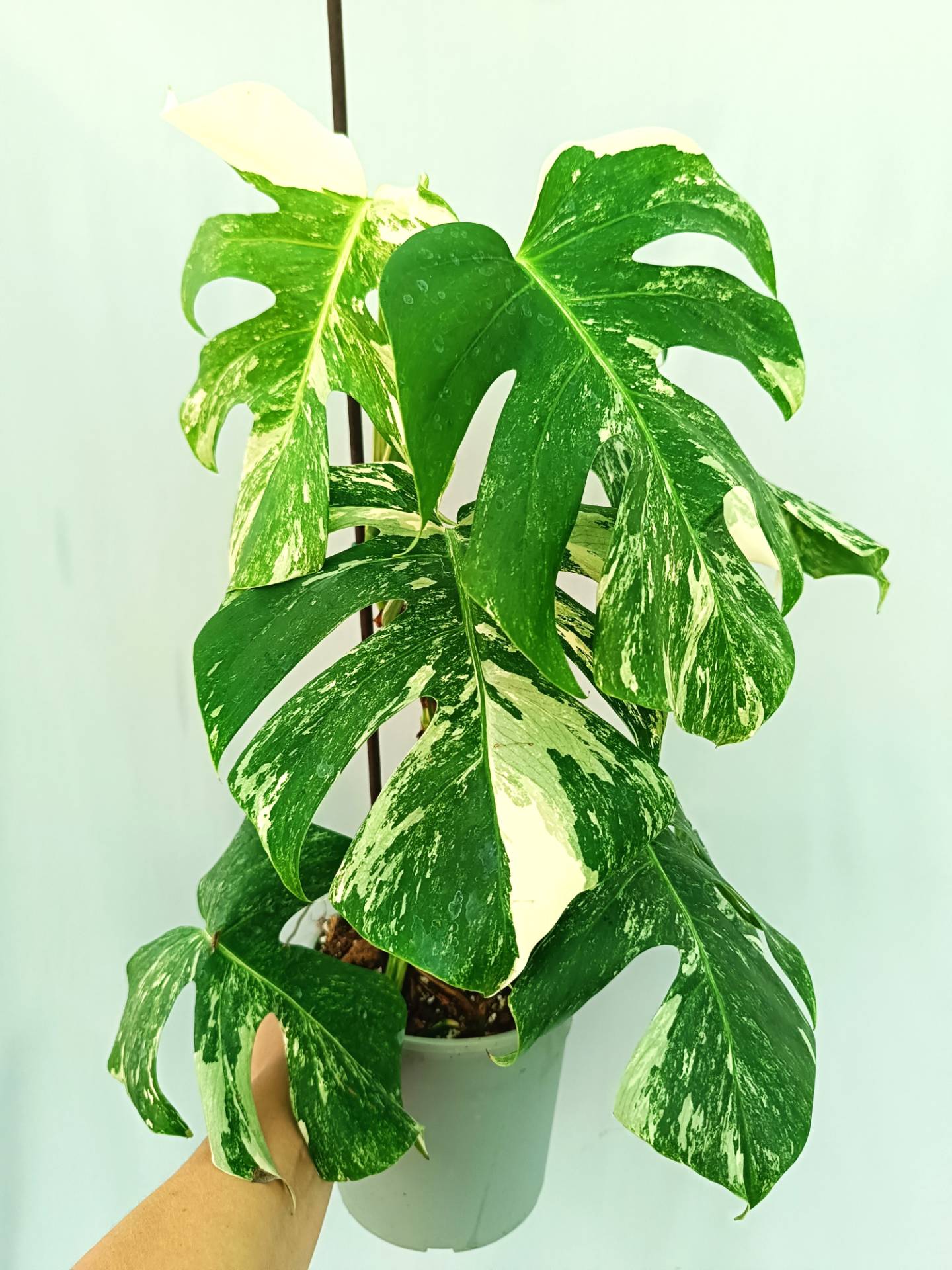Monstera albo variegata 