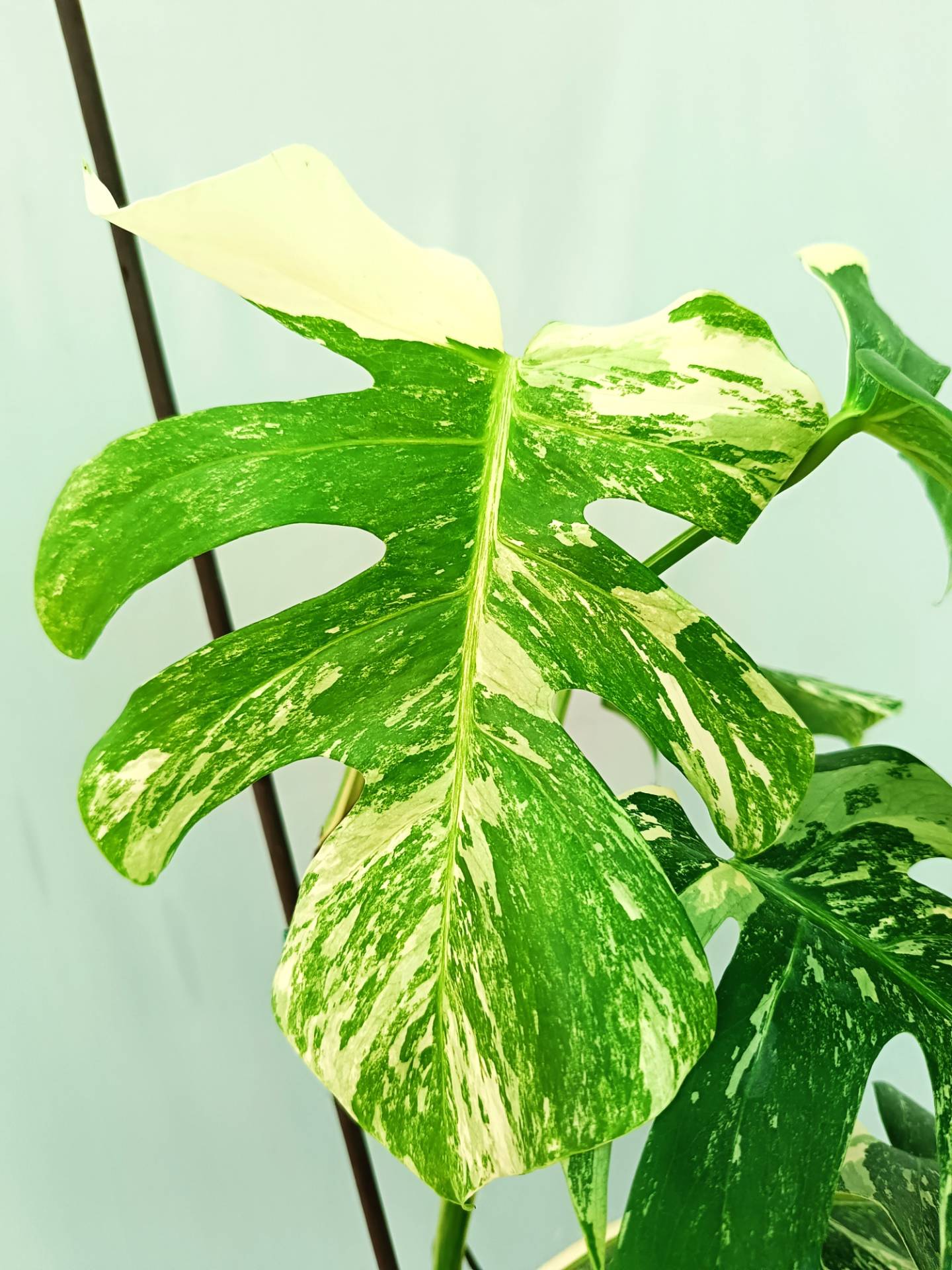 Monstera albo variegata 