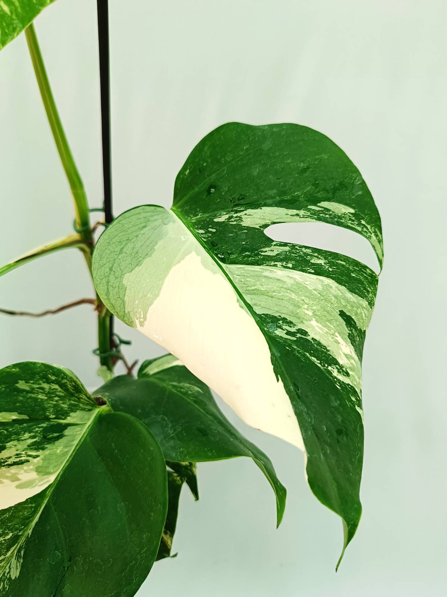 Monstera albo variegata 