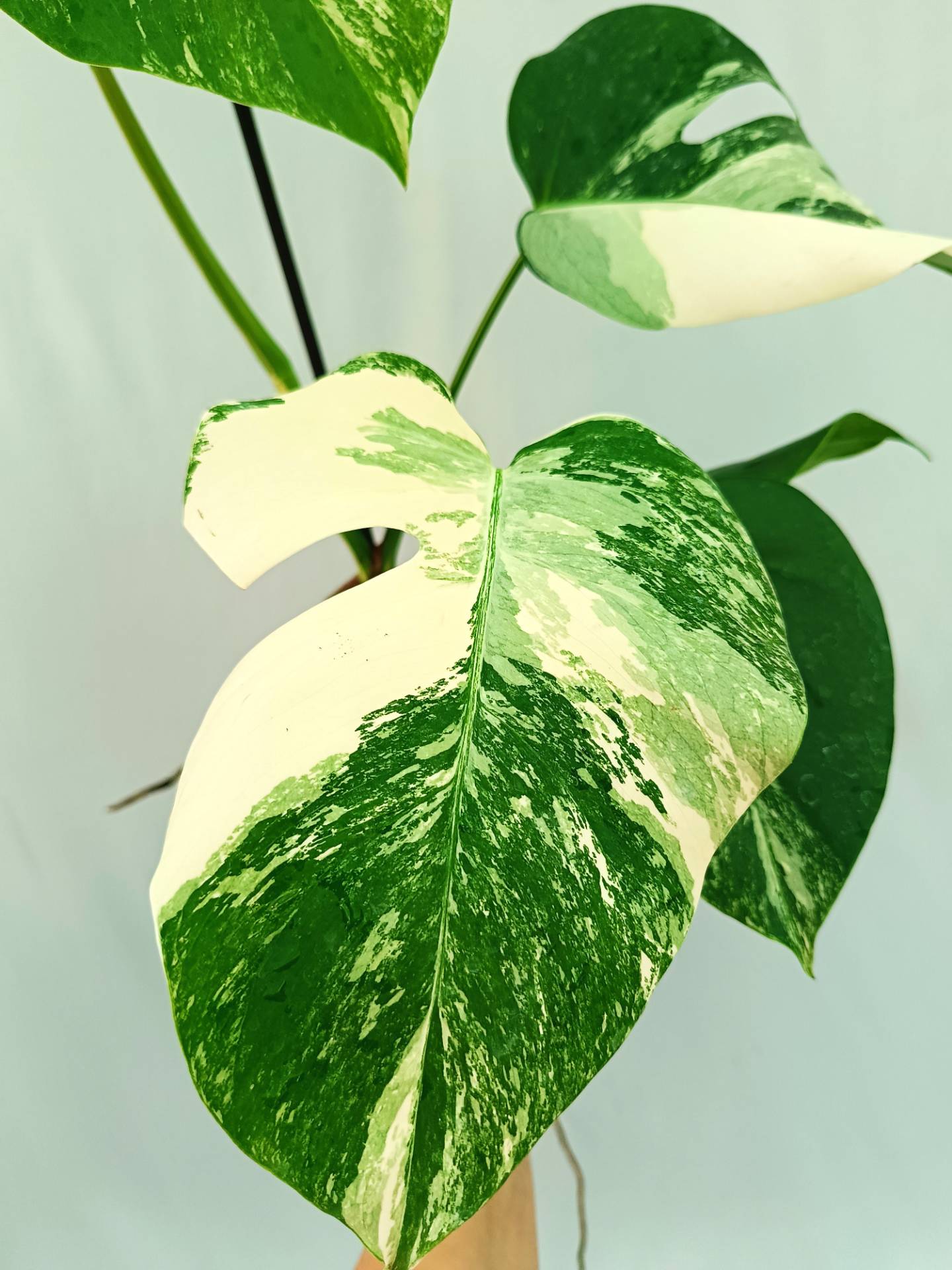 Monstera albo variegata 