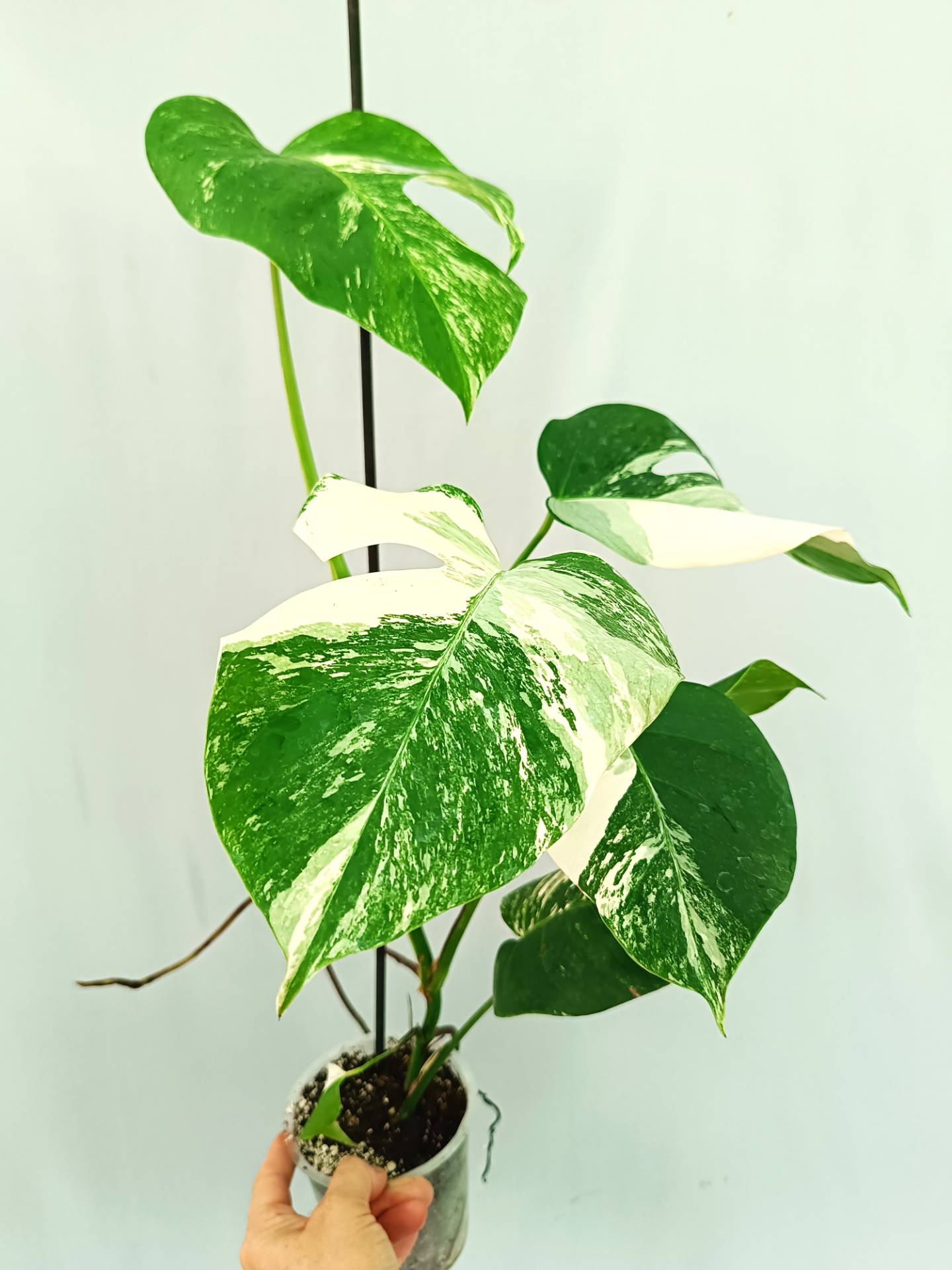 Monstera albo variegata 