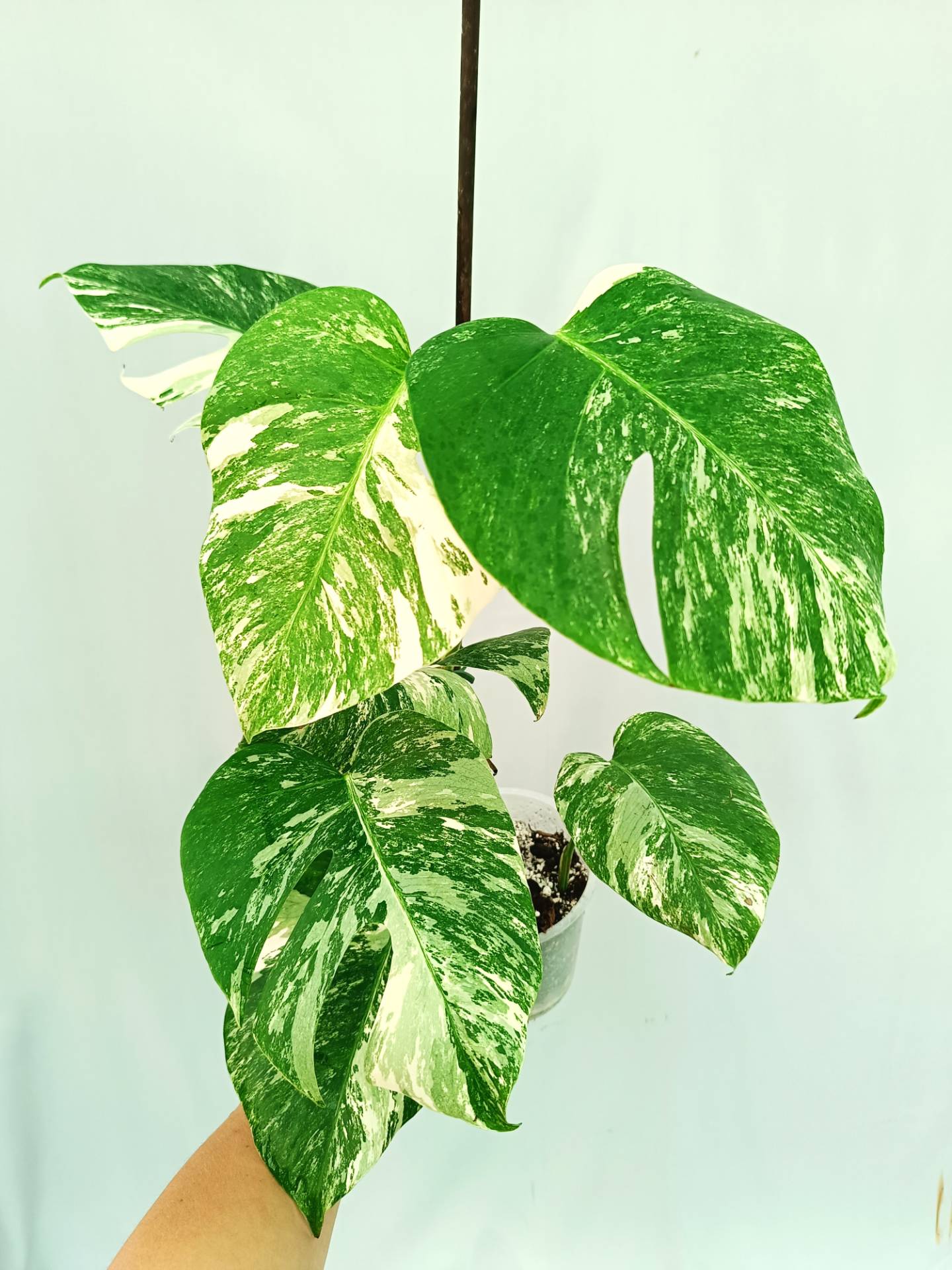 Monstera albo variegata