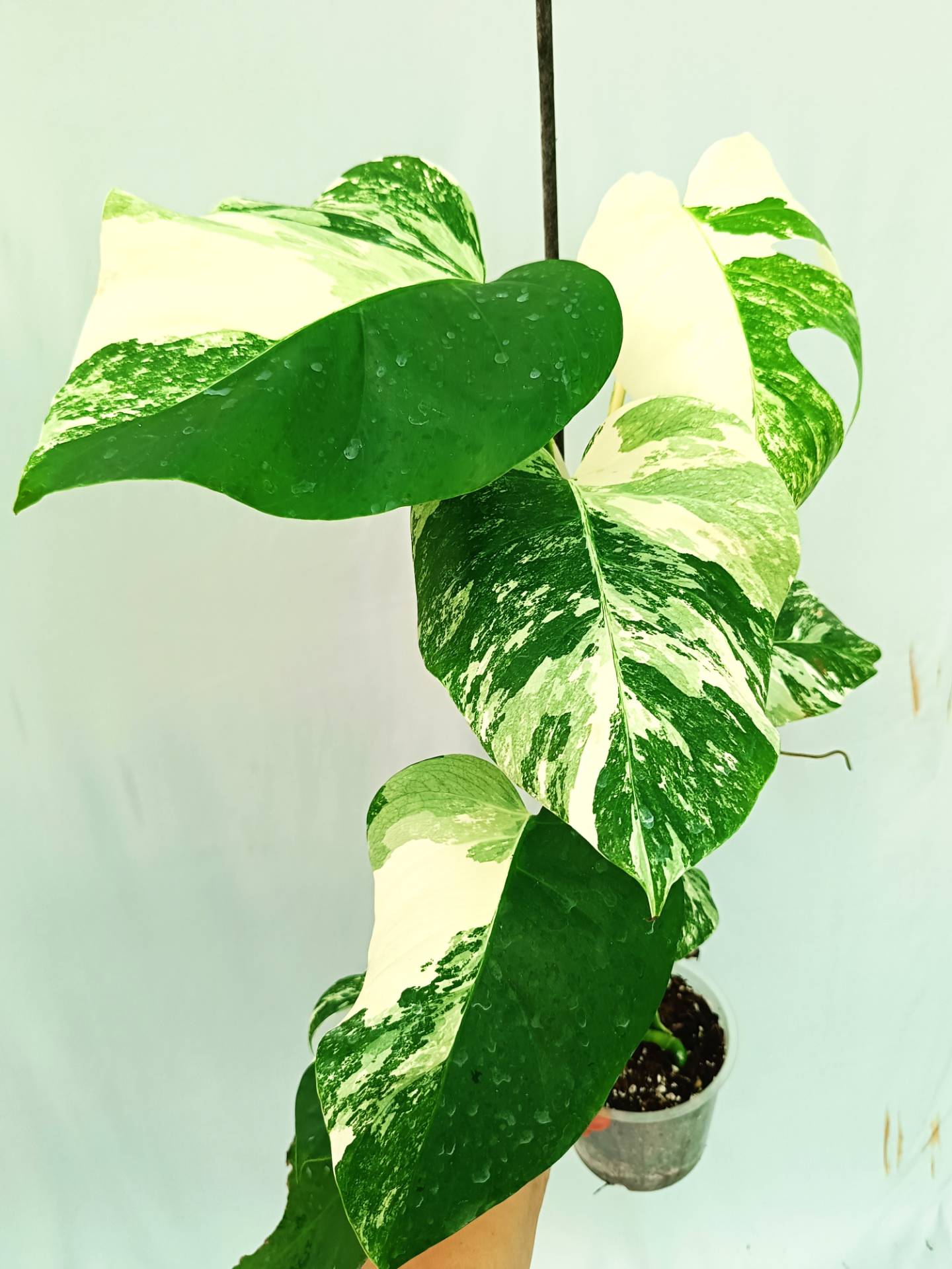 Monstera albo variegata 