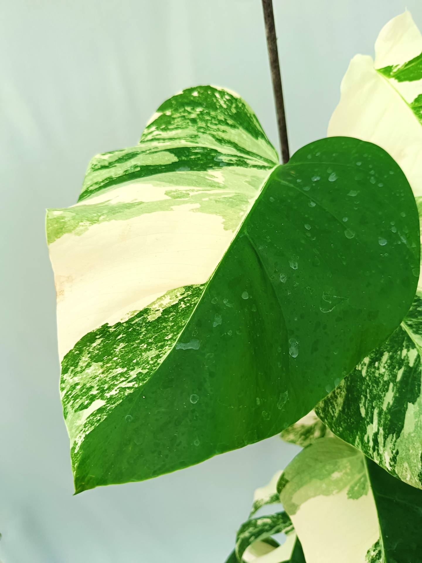 Monstera albo variegata 