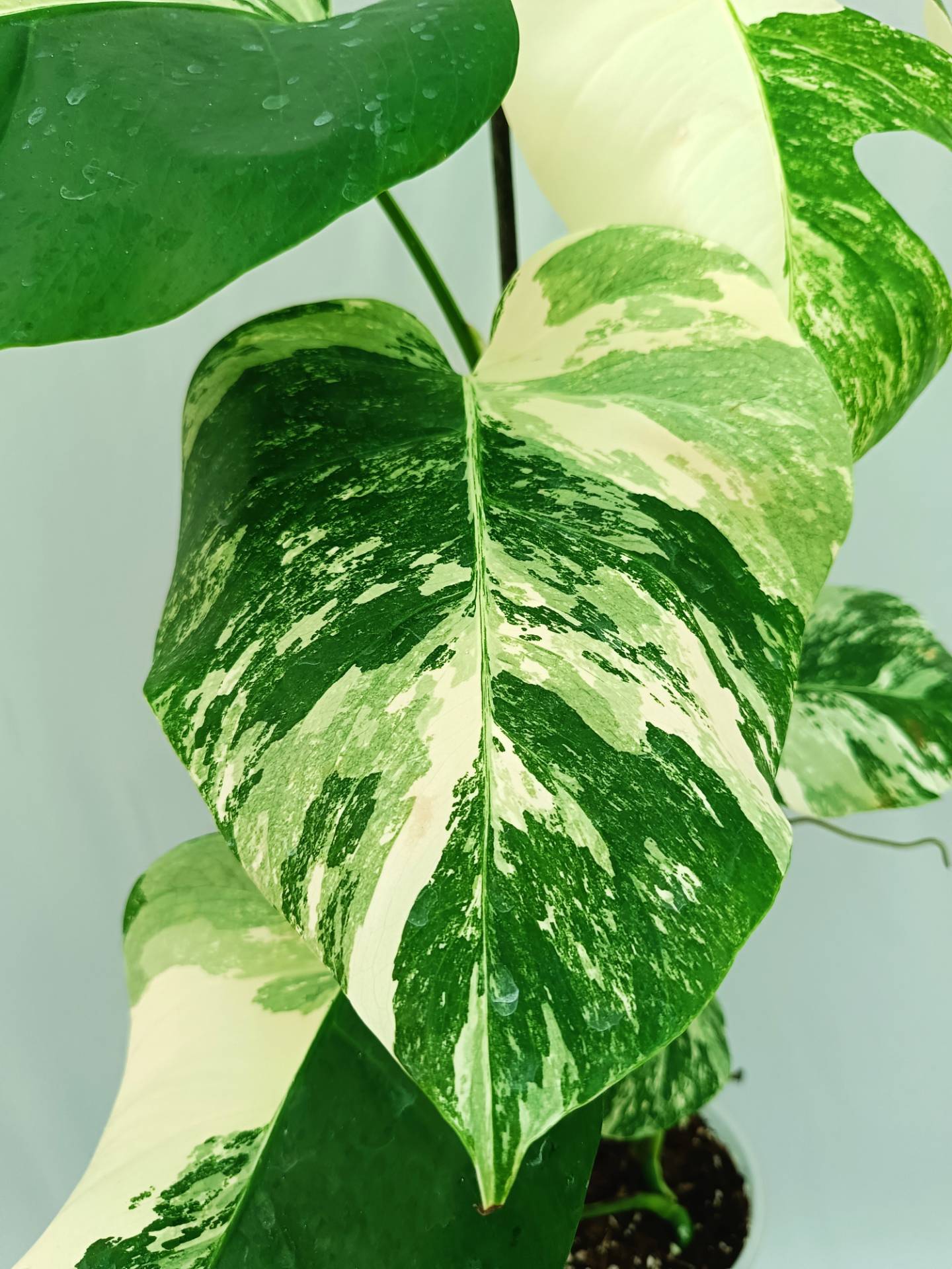 Monstera albo variegata 