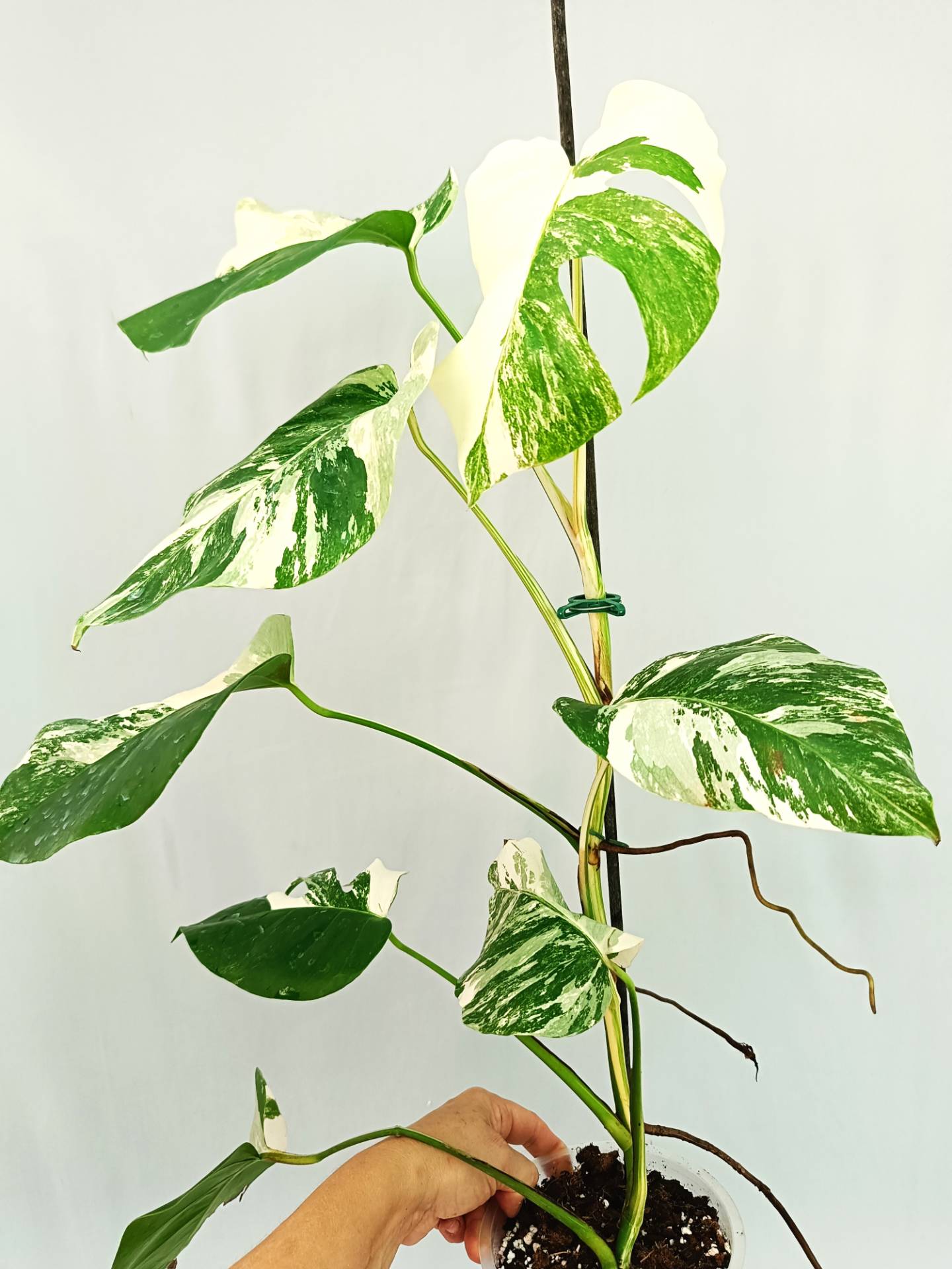 Monstera albo variegata 