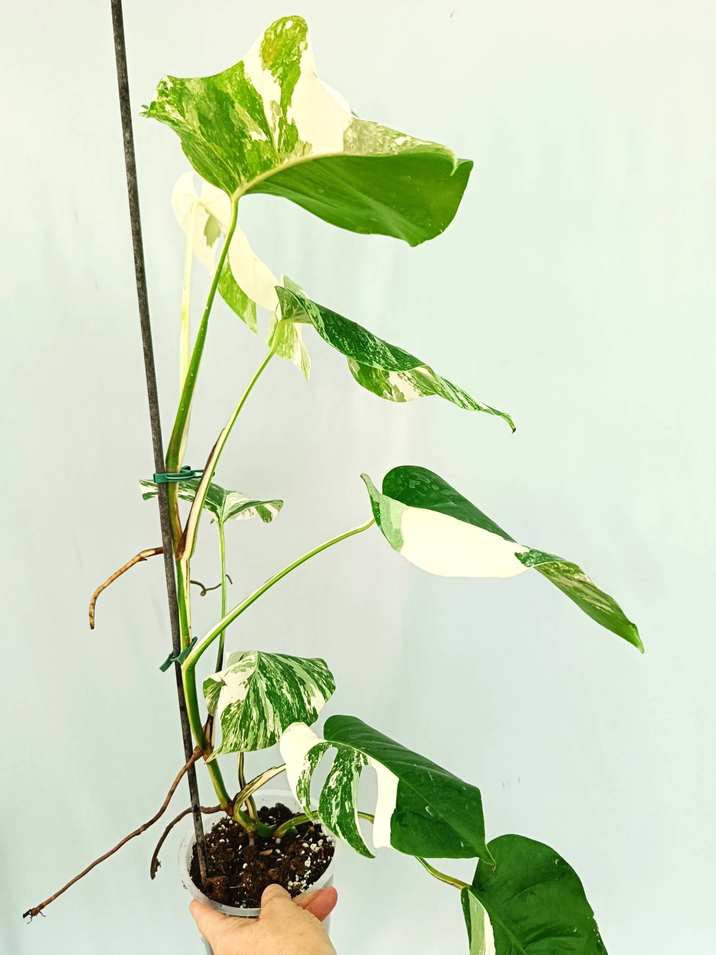 Monstera albo variegata 