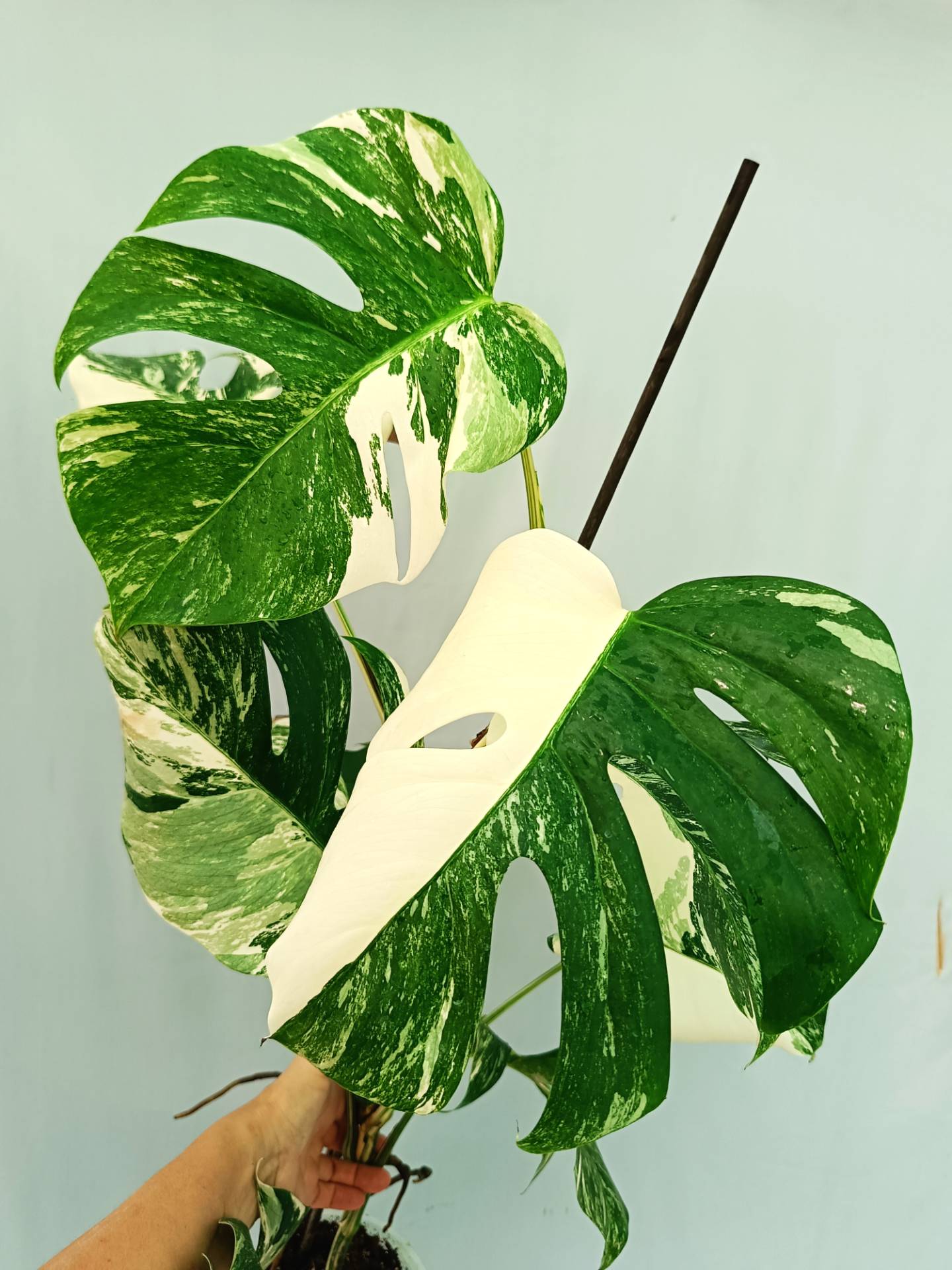 Monstera albo variegata 