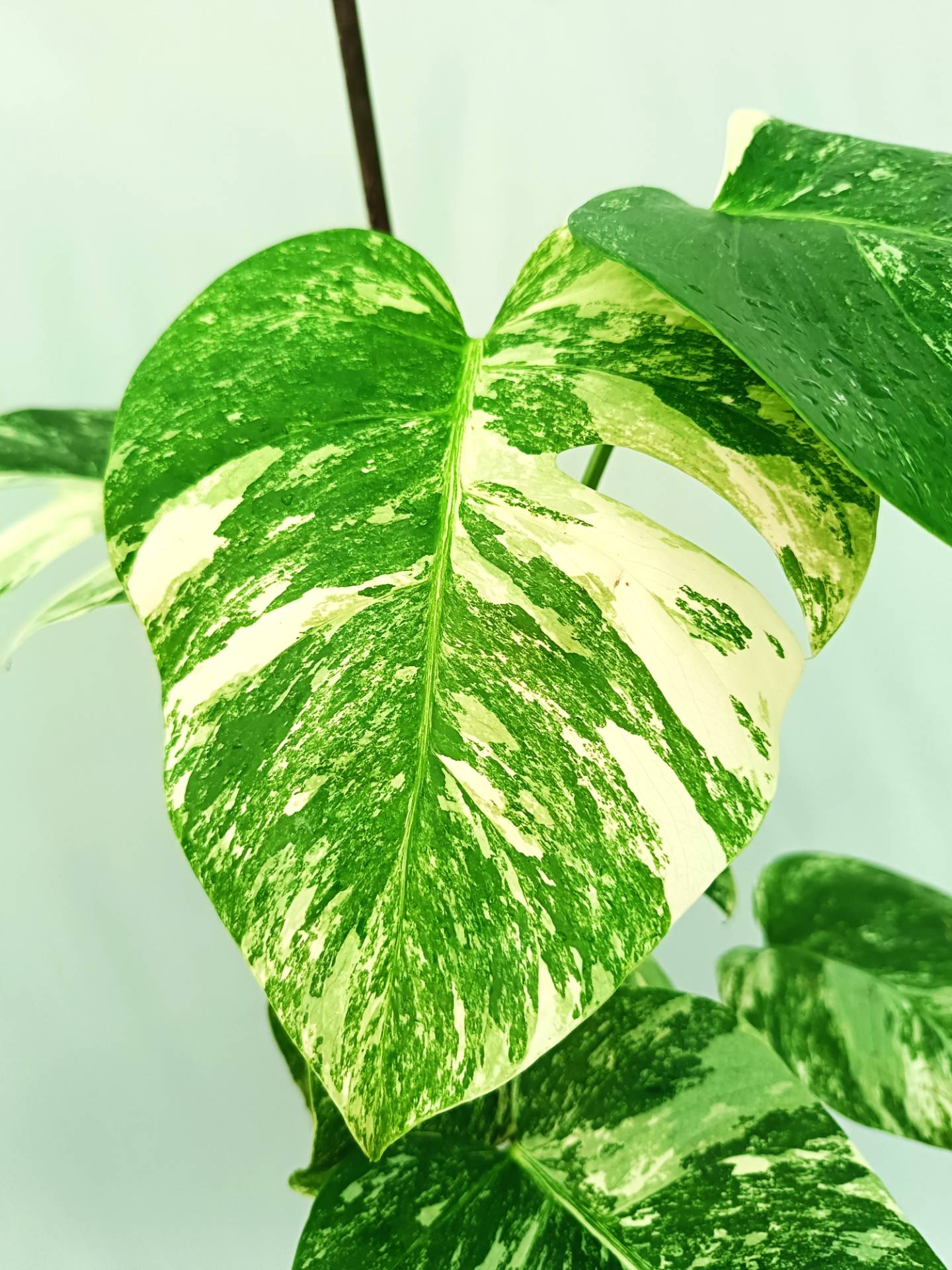 Monstera albo variegata