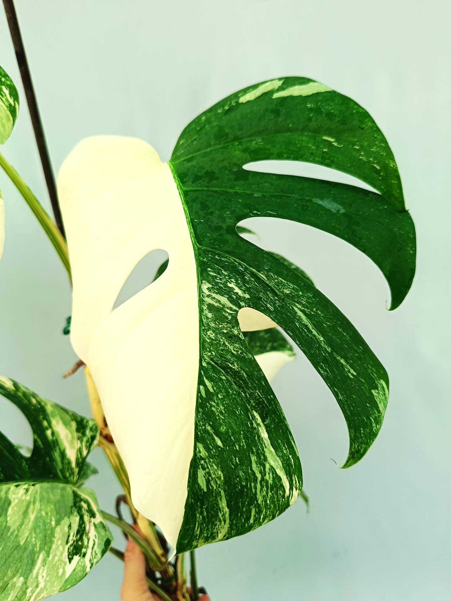Monstera albo variegata 