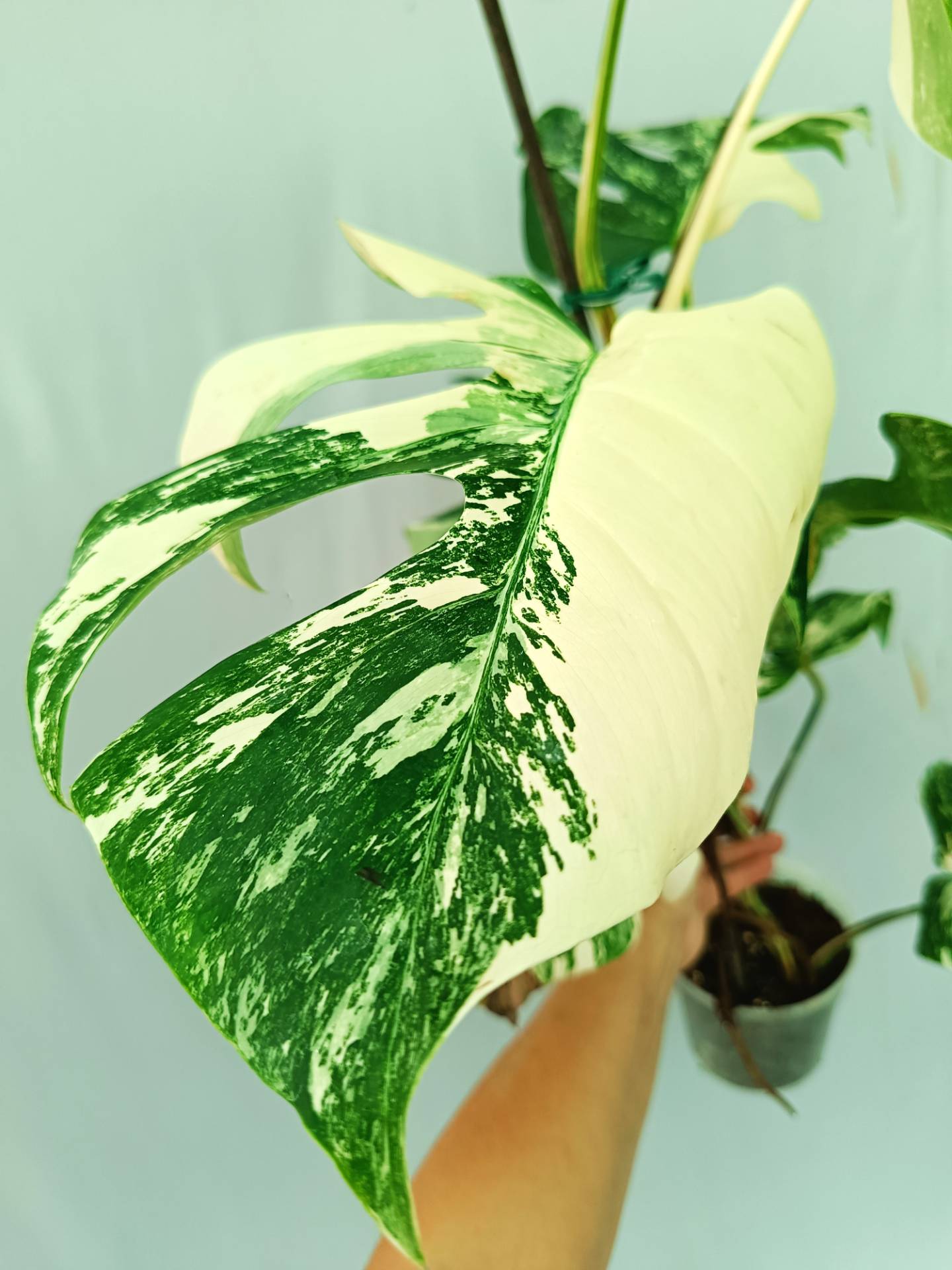 Monstera albo variegata 