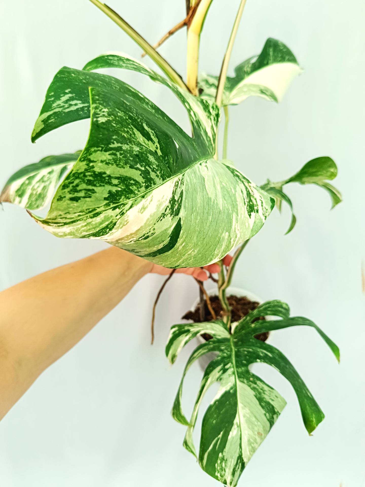 Monstera Albo variegata