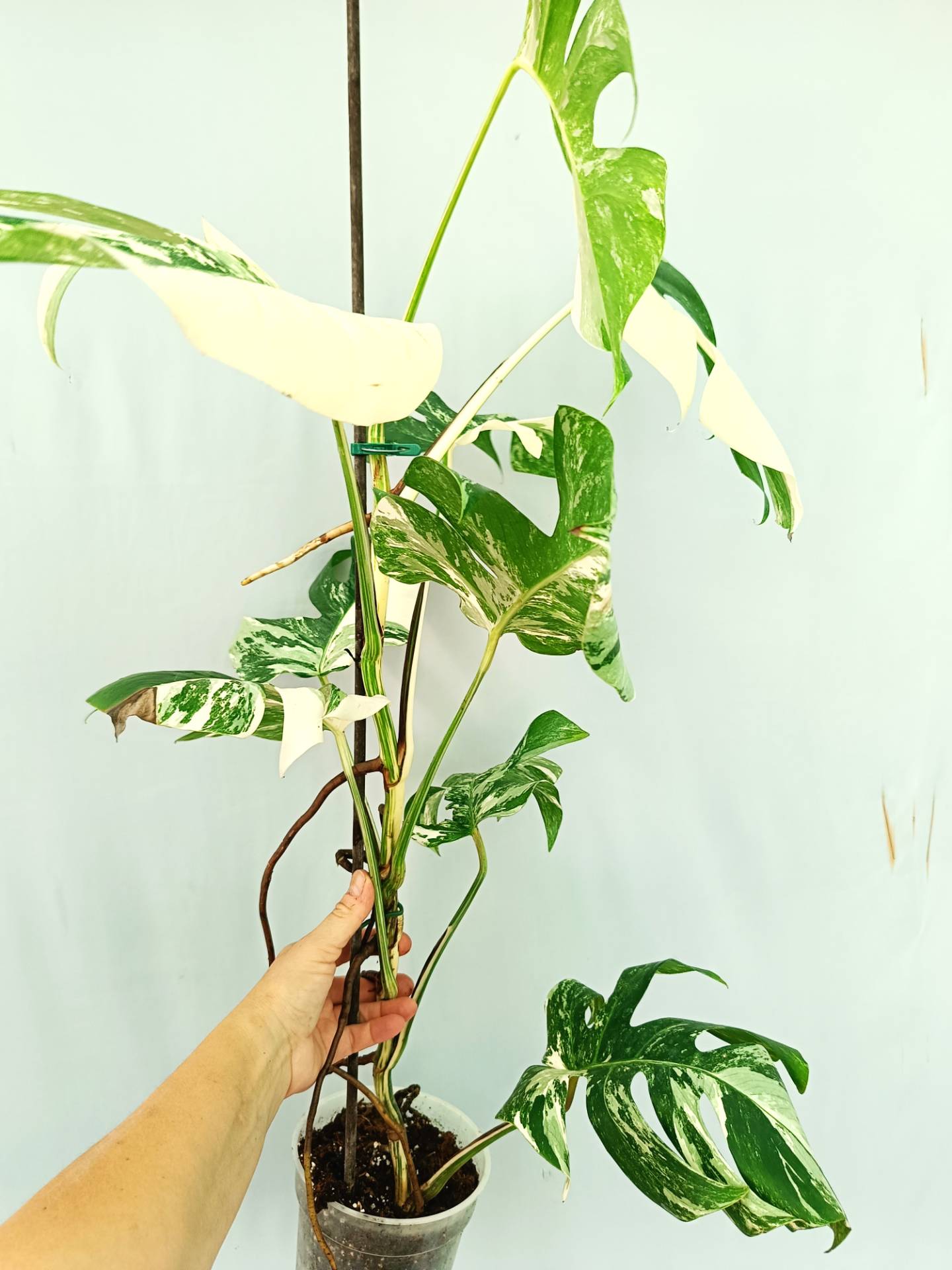Monstera albo variegata 