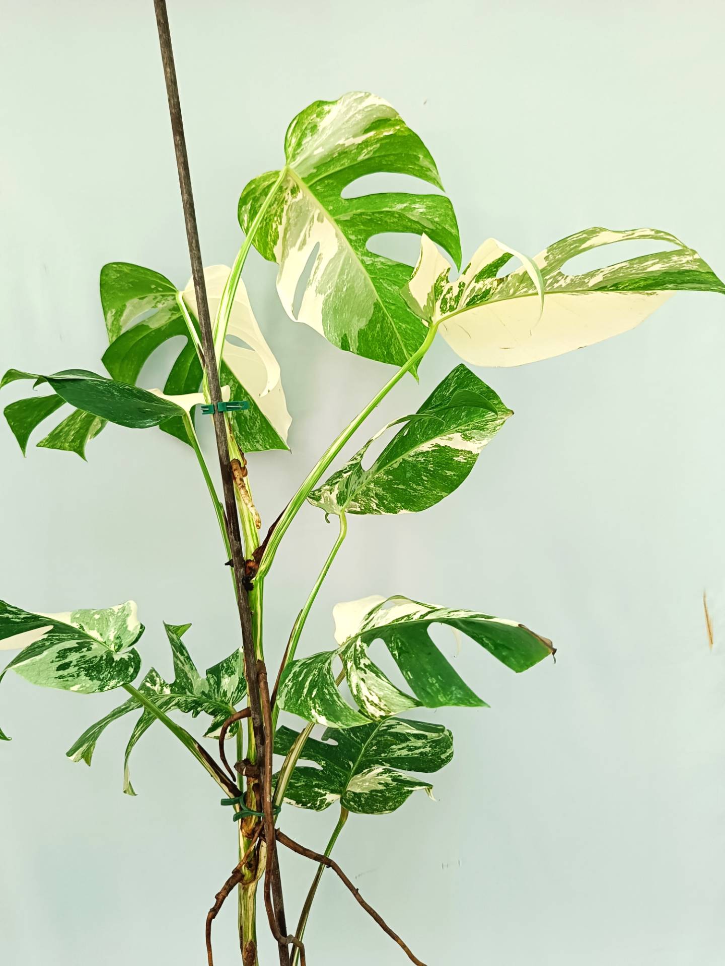 Monstera Albo variegata