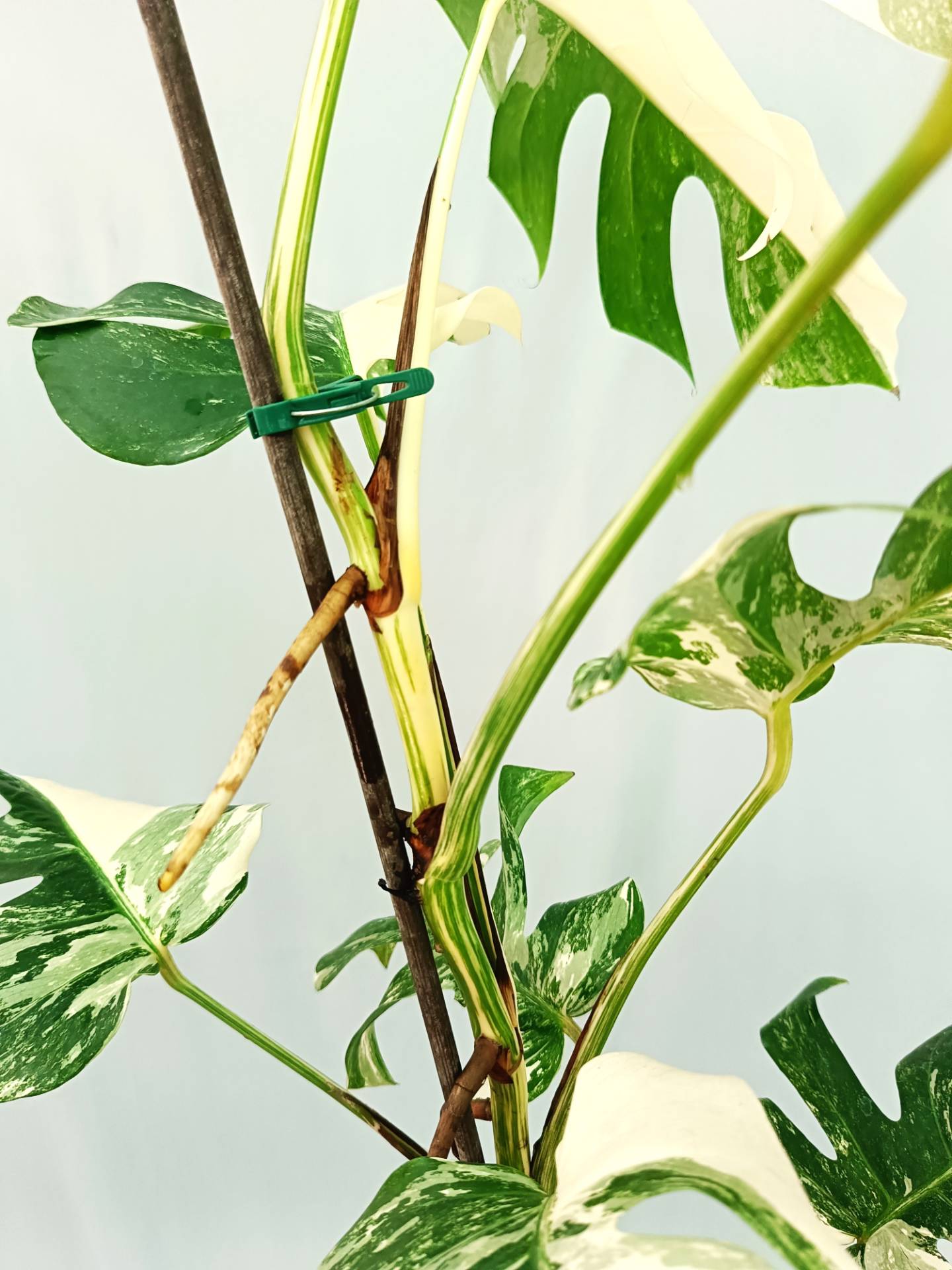 Monstera Albo variegata