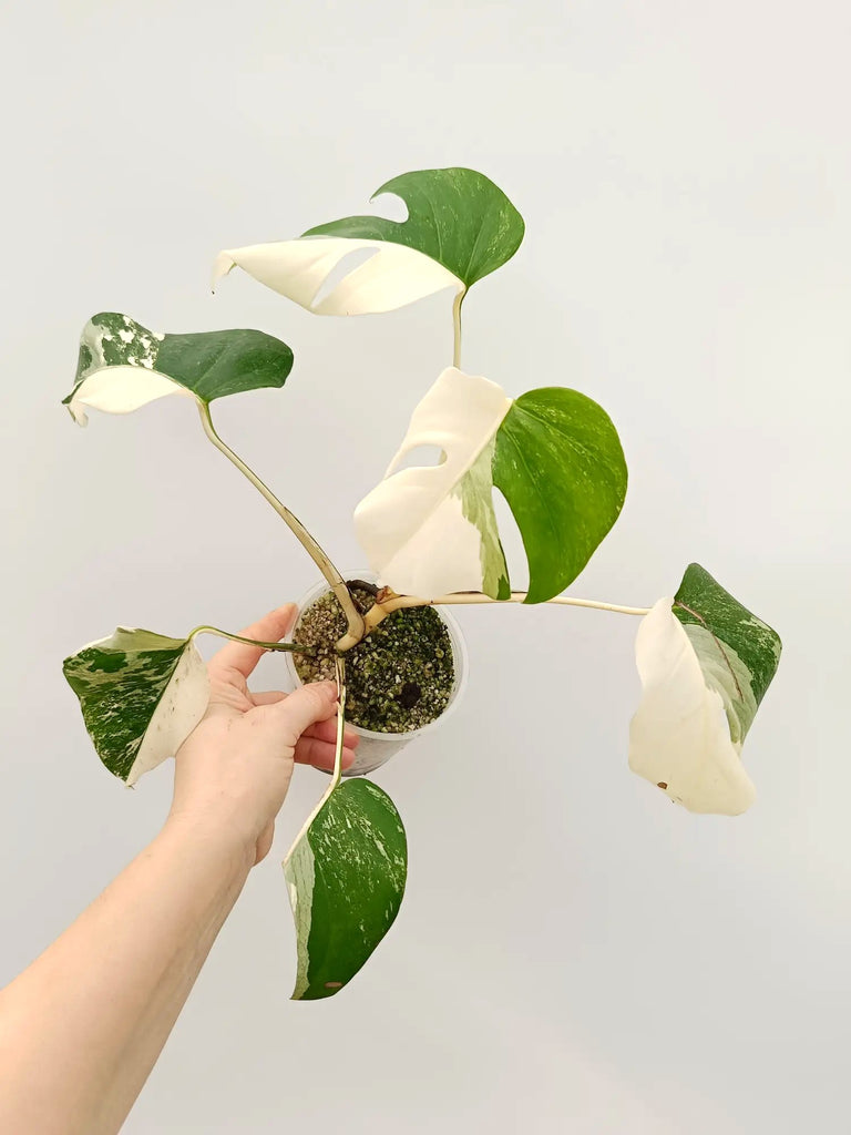 Monstera albo variegata HALFMOON