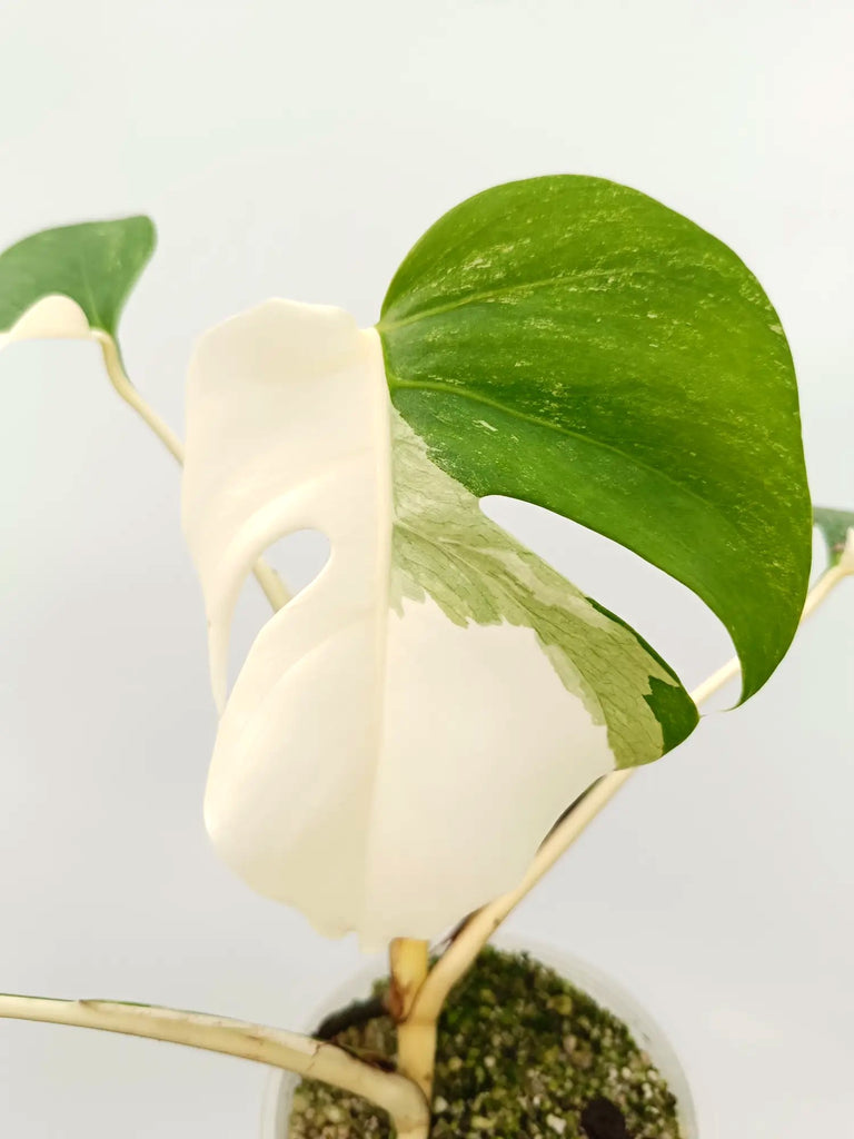 Monstera albo variegata HALFMOON