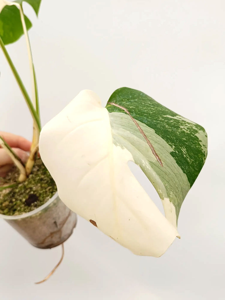 Monstera albo variegata HALFMOON