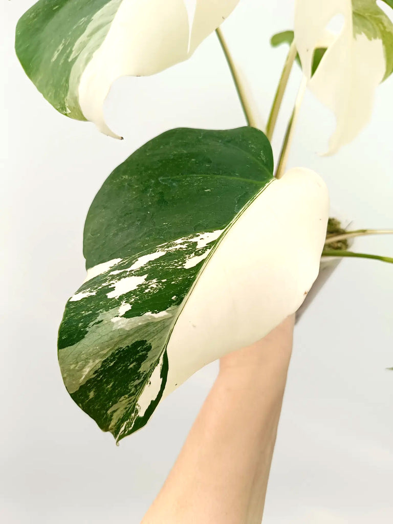 Monstera albo variegata HALFMOON