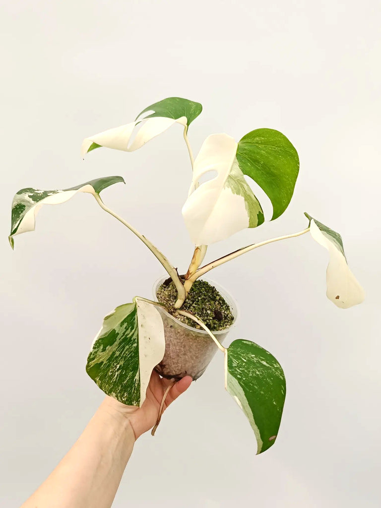 Monstera albo variegata HALFMOON