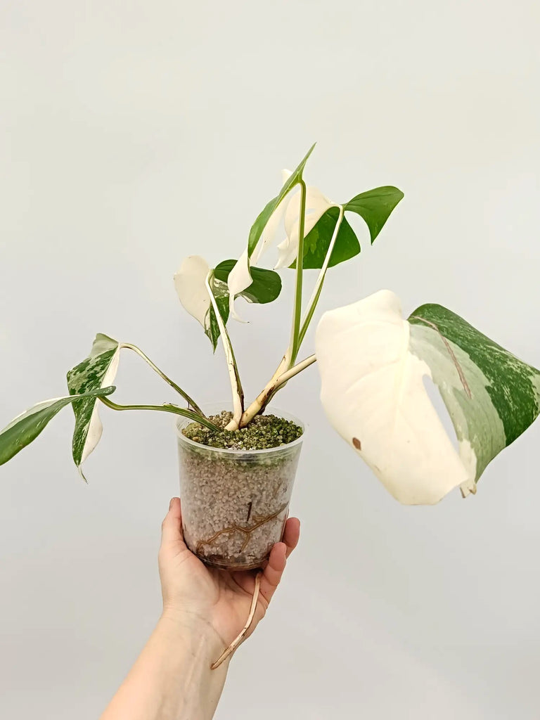 Monstera albo variegata HALFMOON