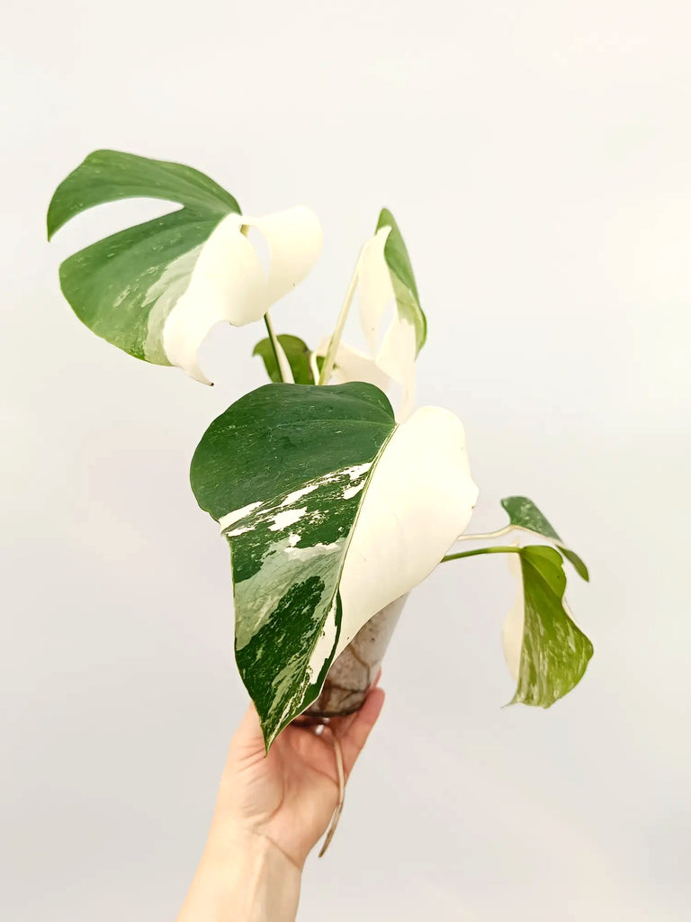 Monstera albo variegata HALFMOON