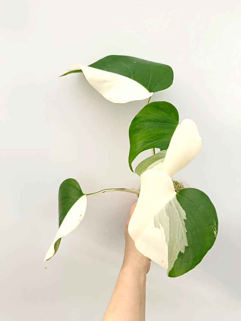 Monstera albo variegata HALFMOON