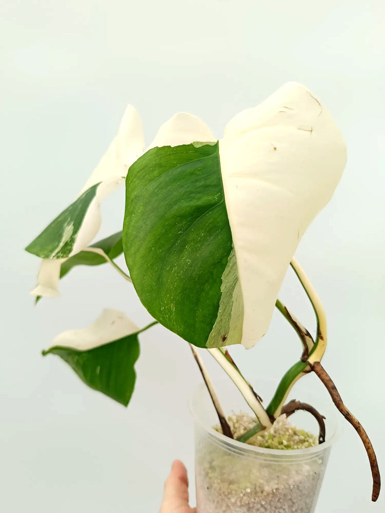 Monstera albo variegata HALFMOON