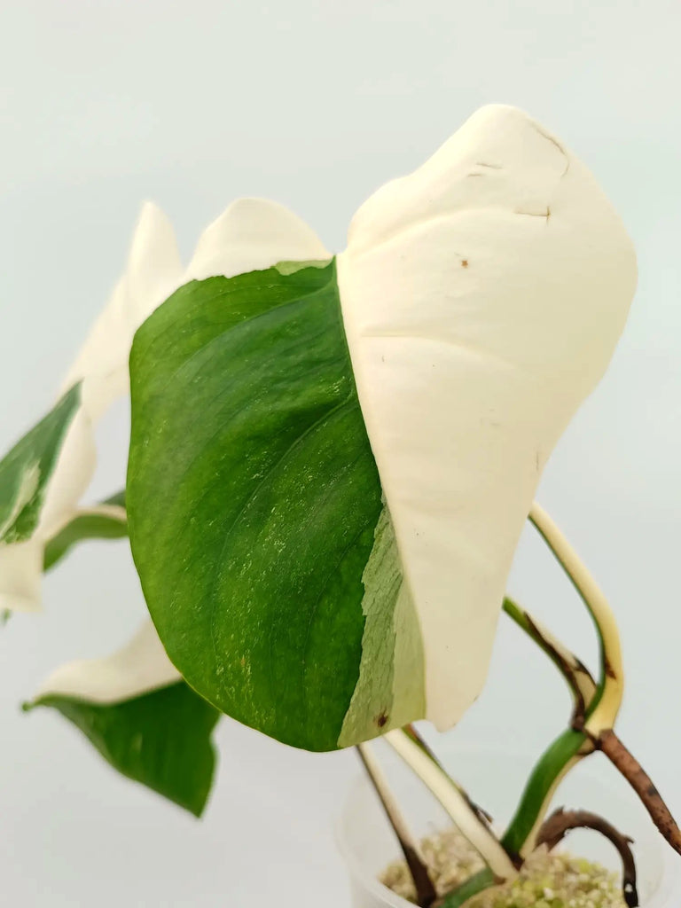 Monstera albo variegata HALFMOON