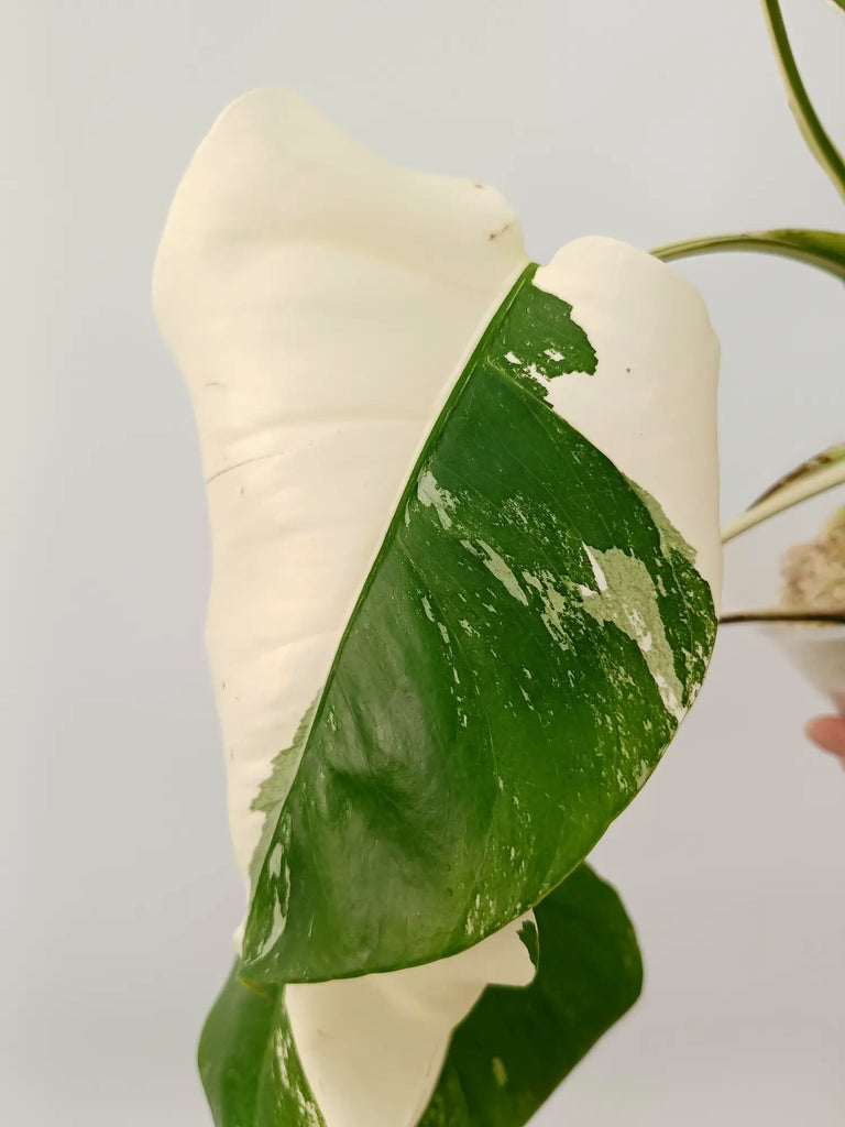 Monstera albo variegata HALFMOON