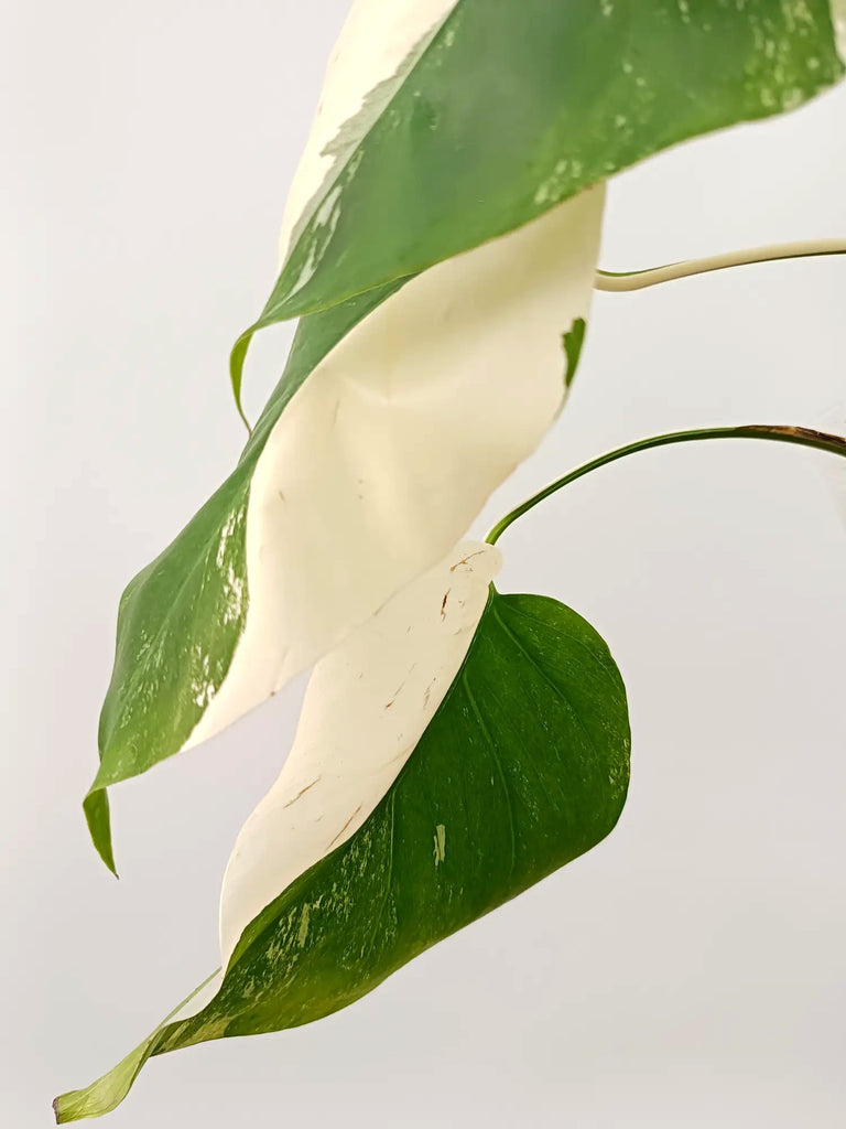 Monstera albo variegata HALFMOON